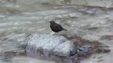 Brown Dippers, song and courtship display