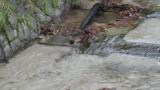 Brown Dippers, interaction of two birds