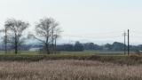 Eastern Marsh Harrier in flight