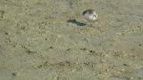 Foraging Temminck's stint