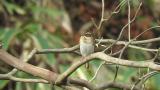 Female Yellow-throated Bunting
