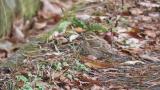 Rustic Bunting, foraging