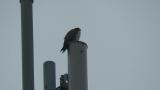 Peregrine Falcon perched on a tower