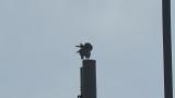 Peregrine Falcon perched on a tower