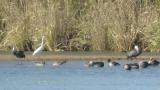 Hooded Crane (preening) with Greater White-fronted Geese