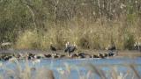 Hooded Cranes