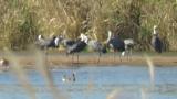 Hooded Cranes