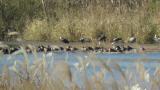 Hooded Cranes
