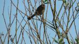 Bull-headed Shrike