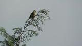 Calling Bull-headed Shrike