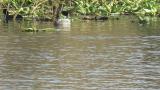 Falcated Duck