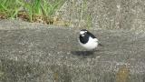 Japanese Wagtail