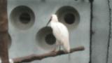 Crested Ibis in Ishikawa Zoo