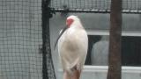 Crested Ibis in Ishikawa Zoo, reaction to another bird