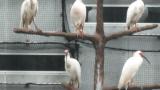 Crested Ibises in Ishikawa Zoo
