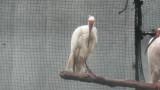 Crested Ibises in Ishikawa Zoo