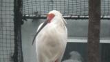 Crested Ibis in Ishikawa Zoo