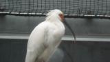 Crested Ibis in Ishikawa Zoo