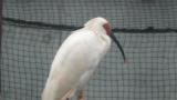 Crested Ibis in Ishikawa Zoo