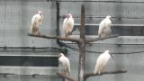 Crested Ibises in Ishikawa Zoo