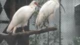 Crested Ibises in Ishikawa Zoo.  Interaction of two birds and flight.