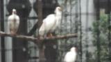 Crested Ibises in Ishikawa Zoo