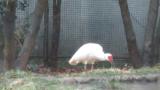 Crested Ibis in Ishikawa Zoo, foraging