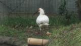 Crested Ibises in Ishikawa Zoo, foraging, flight