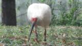 Crested Ibises in Ishikawa Zoo, foraging
