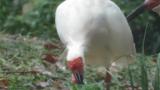 Crested Ibises in Ishikawa Zoo, foraging
