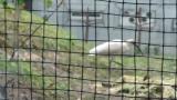 Crested Ibises in Ishikawa Zoo, foraging, walking