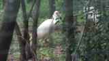Crested Ibises in Ishikawa Zoo, foraging