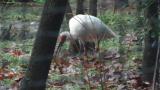 Crested Ibis in Ishikawa Zoo, foraging
