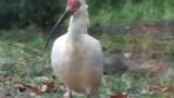 Crested Ibis in Ishikawa Zoo, foraging