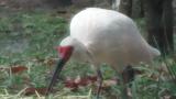 Crested Ibises in Ishikawa Zoo, foraging