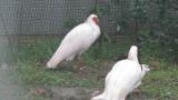 Crested Ibises in Ishikawa Zoo, foraging and drinking water