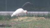 Crested Ibises in Ishikawa Zoo, foraging and flight