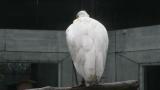 Crested Ibis in Ishikawa Zoo, preening
