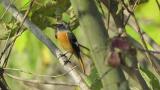 Male Daurian Redstart