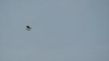 Western Osprey carrying fish