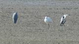 Eurasian Spoonbill, resting
