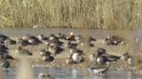 Male Ruddy Shelduck resting with Greater White-fronted Geese