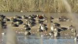 Male Ruddy Shelduck resting with Greater White-fronted Geese