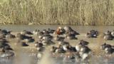 Male Ruddy Shelduck resting (preening) with Greater White-fronted Geese