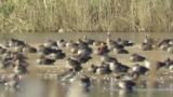 Male Ruddy Shelduck resting with Greater White-fronted Geese