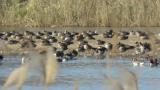 Male Ruddy Shelduck resting with Greater White-fronted Geese