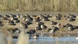 Male Ruddy Shelduck resting with Greater White-fronted Geese