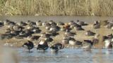 Male Ruddy Shelduck resting with Greater White-fronted Geese