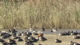 Male Ruddy Shelduck finally stood up