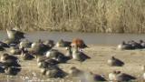 Male Ruddy Shelduck